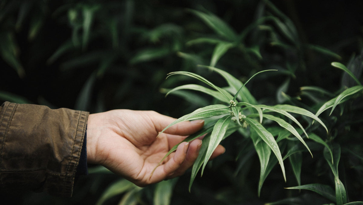 Exploring Cannabis Strains for Erectile Dysfunction Relief: The Benefits of Vaping Pure Flower with a Dry Herb Vaporizer